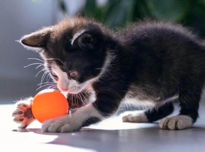 Kittens Are Crazy: Here’s How to Stay Sane!