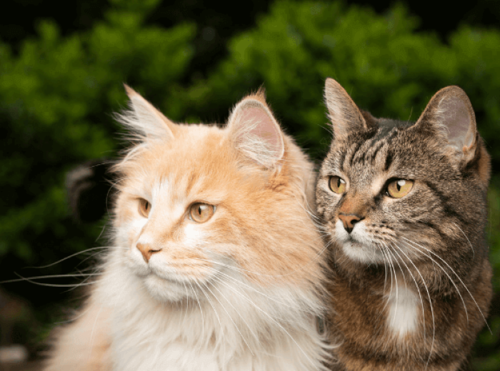 How to Spot the Personality Differences Between Male and Female Cats