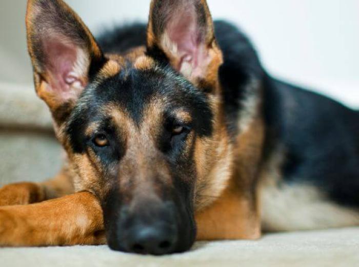 Managing IBD in Dogs and Cats: Diet, Medications, and Long-Term Care