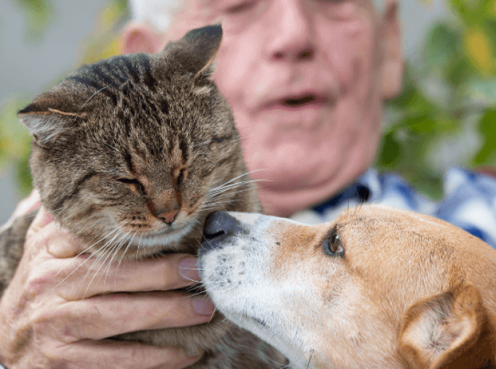 Adopt a Senior Pet Month – 6 Reasons Why a Senior Dog or Cat Should Be Your Next Pet