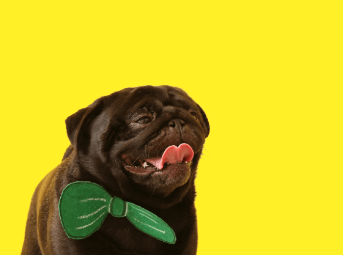 The 5 Best Ways to Celebrate National Black Dog Day