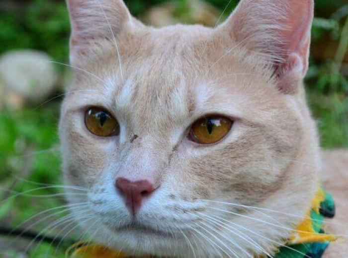 National Heartworm Awareness Month: What You Need to Know About Preventing Heartworm in Cats