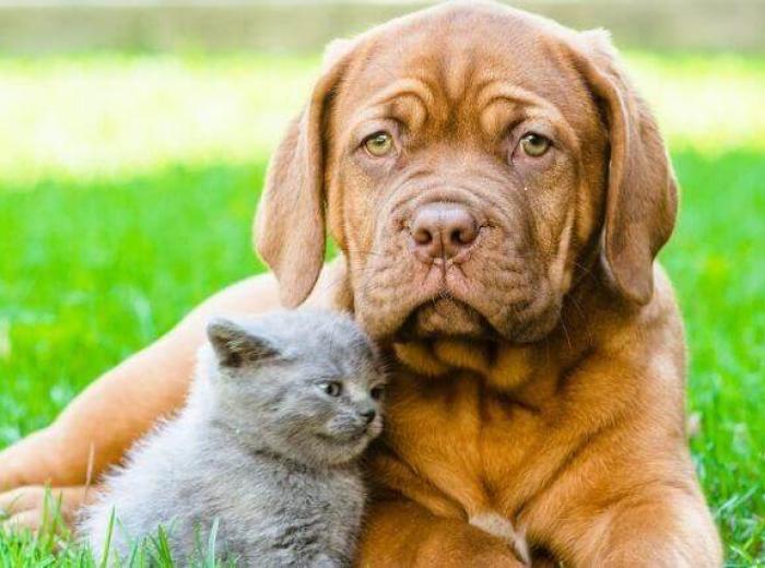 National Heat Awareness Day: How to Keep Your Pets Safe This Summer