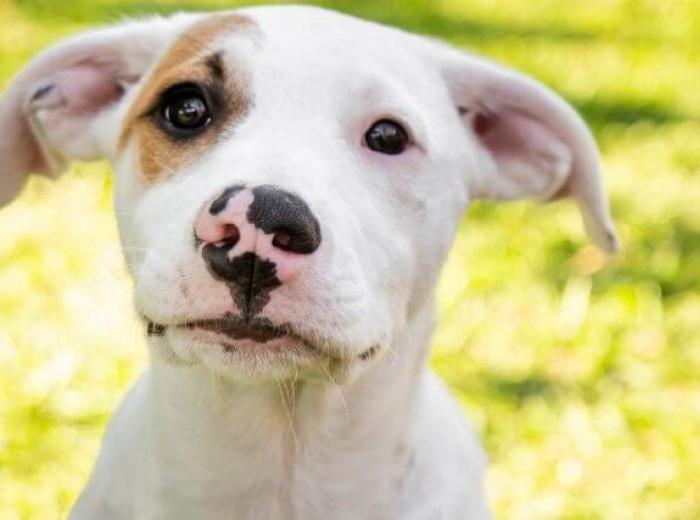 National Mutt Day: 5 Reasons to Celebrate Mixed Breed Dogs