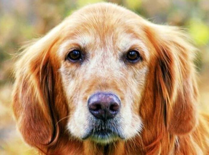 10 Reasons Senior Doggos Are the Best
