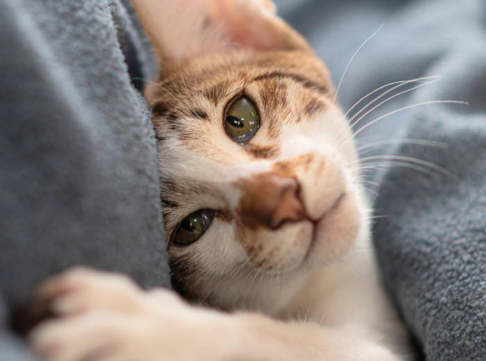 National Cat Lover’s Month: Decoding Your Kitty’s Love Language