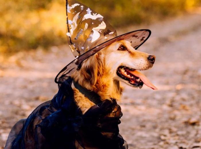 No Tricks, All Treats! Helping Your Senior Pet Have a Happy Halloween