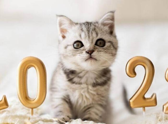How to Set Your Cat Up for Optimal Health in the New Year