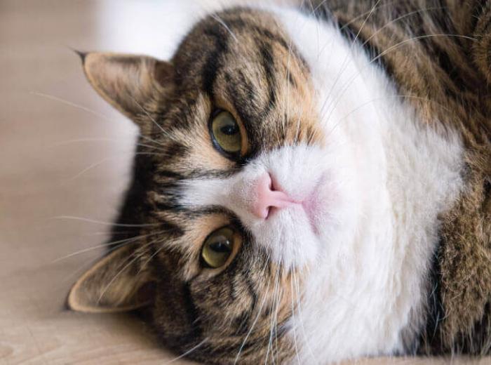 A Pet's Guide To Weight Loss