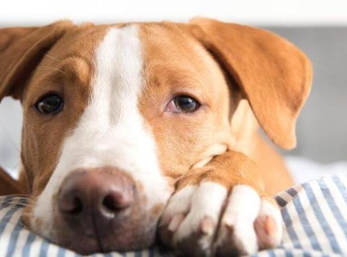Parvo in Pups: Risks, Prevention, Spread and Why It's Spiked During the Pandemic
