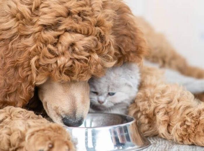 Pet Diabetes Month – Warning Signs to Look for in Your Dogs and Cats