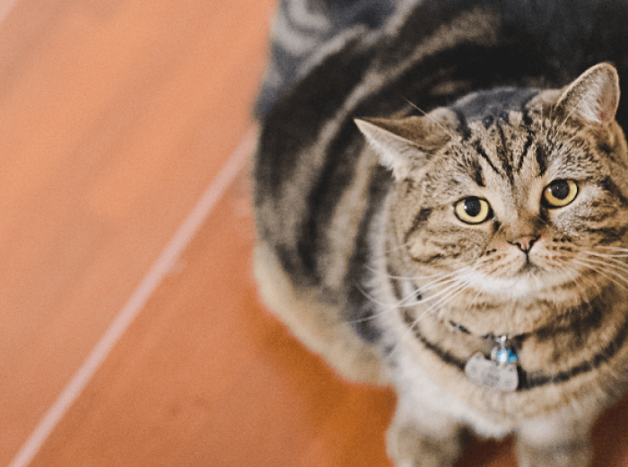 Pet Obesity Awareness Day: 6 Tips to Keep Your Dogs and Cats Healthy