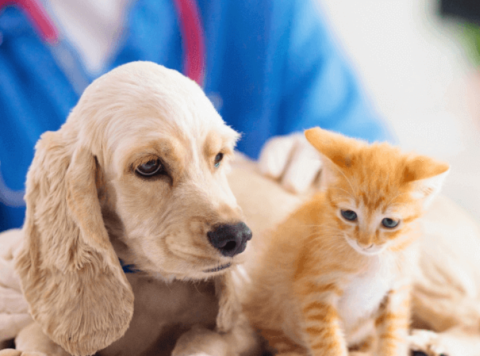 National Pet Wellness Month: How to Extend Your Pet's Life With Optimal Care