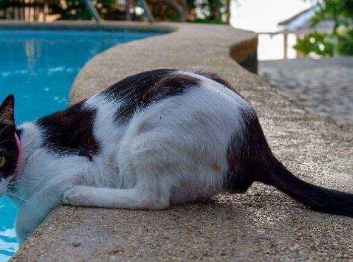 In Honor of National Swimming Pool Day: How to Prevent Dry Drowning In Pets