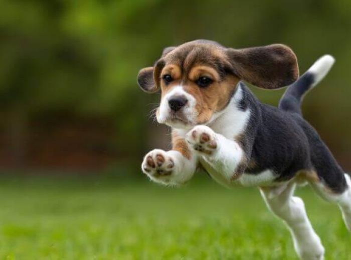 Ready to Take the Puppy Plunge? Here Are 6 Things to Know First