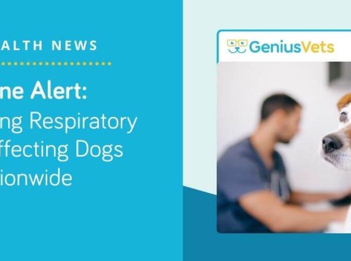 Canine Alert: The Puzzling Respiratory Illness Affecting Dogs Nationwide