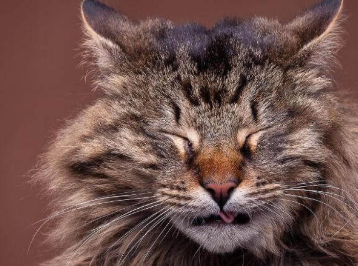 How to Know When to Take Your Sneezing Cat to the Vet