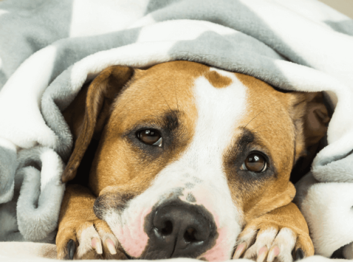 6 Symptoms of Dog Illness You Should Never Ignore