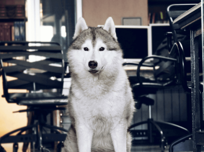 The Secret to Success For This Year's Take Your Dog to Work Day