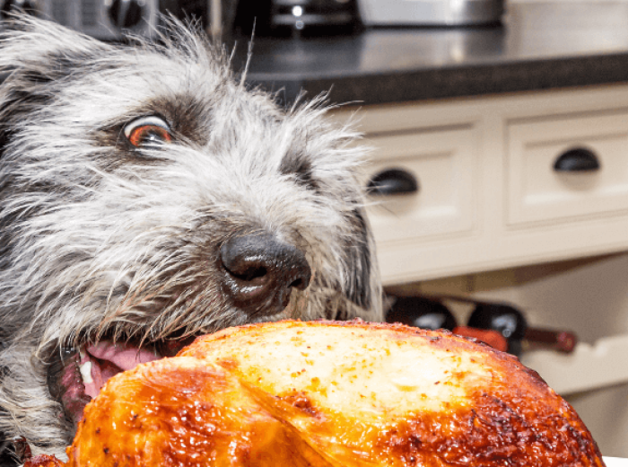 Thanksgiving Pet Hazards to Avoid this Holiday Season