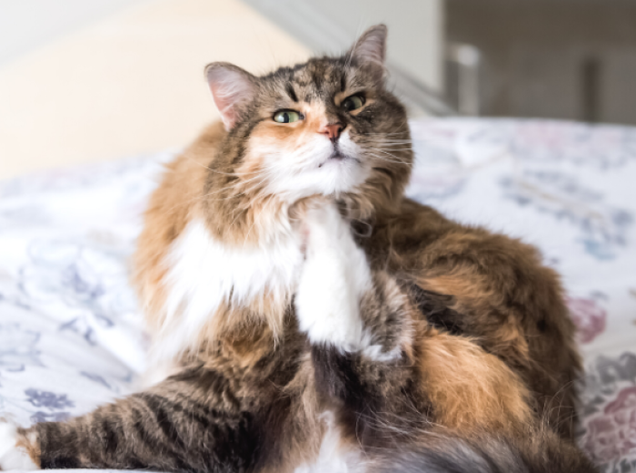 My Cat Can't Stop Itching! The Truth About Cat Allergies