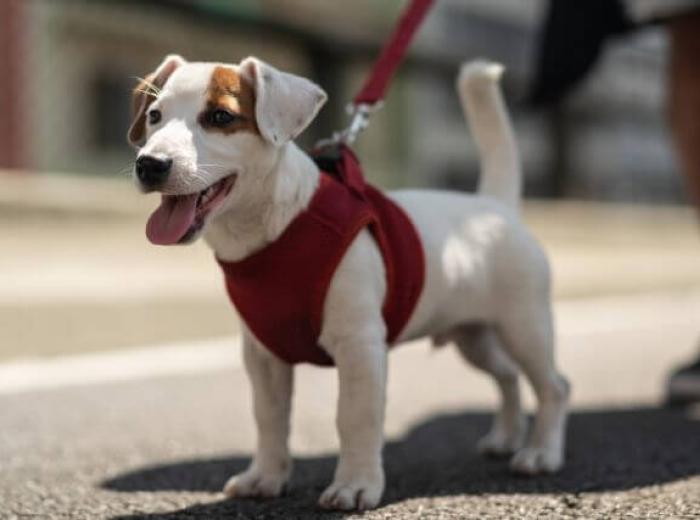 Avoiding Burnt Dog Paws: How to Care for Your Pup’s Paws in the Summer Heat