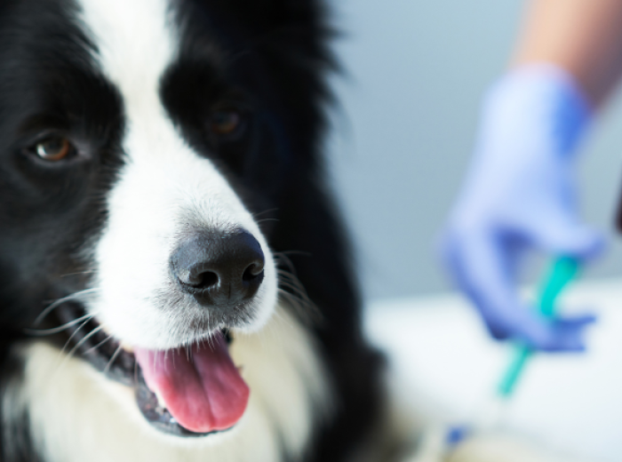 Lab Tests on Dogs: Why They’re Important and What They Tell Your Veterinarian