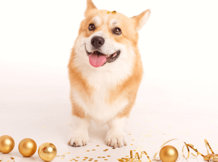 New Year's Resolutions For Your Pets
