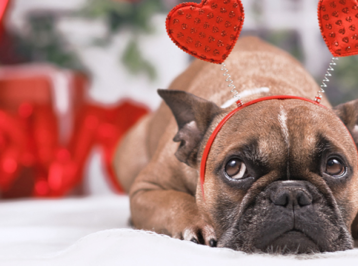 Top 5 Valentine's Day Toxins!