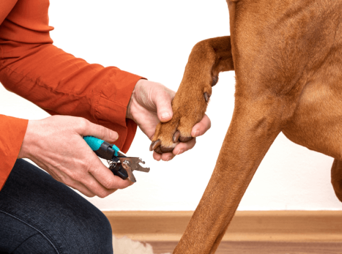 How To Trim Your Dog's Nails