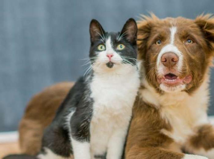 What Your Pet’s Body Language Is Really Saying: A Guide for Dog and Cat Owners
