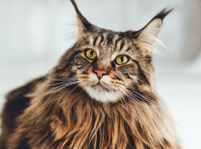 The Top 5 Cat Purebreds in the United States
