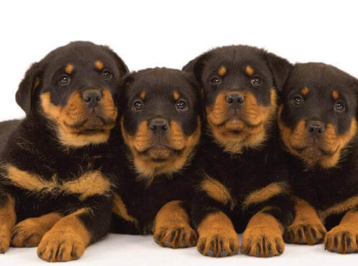 Top 12 Reasons to Spay or Neuter