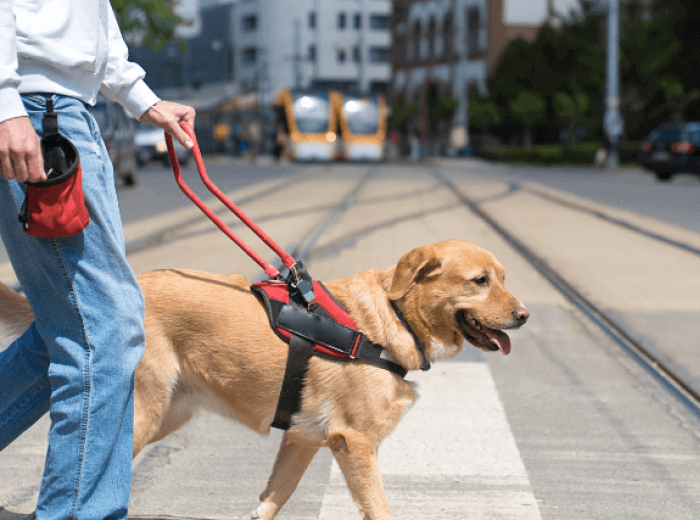 Assistance Dog Day: Celebrating These Amazing Dogs and the Vital Roles They Play