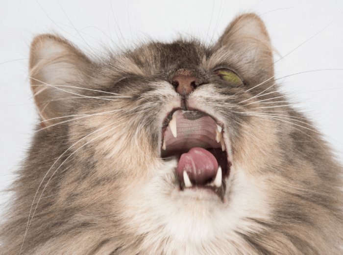 When to take a sneezing cat to the vet