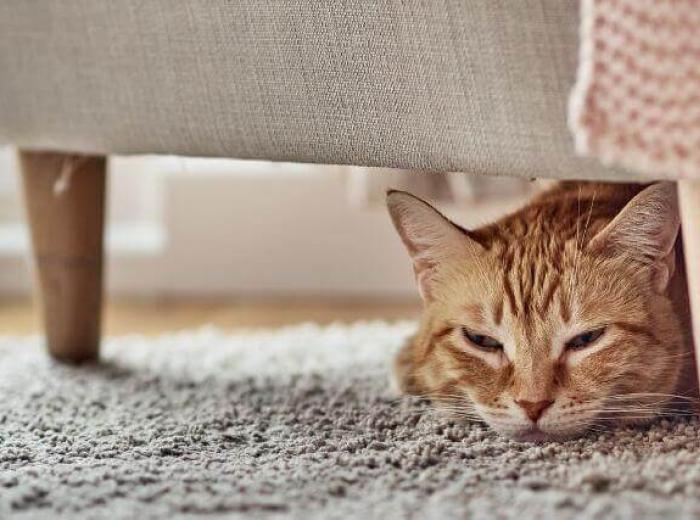 The Secret Behind Why Cats Hide Pain and What You Need to Know