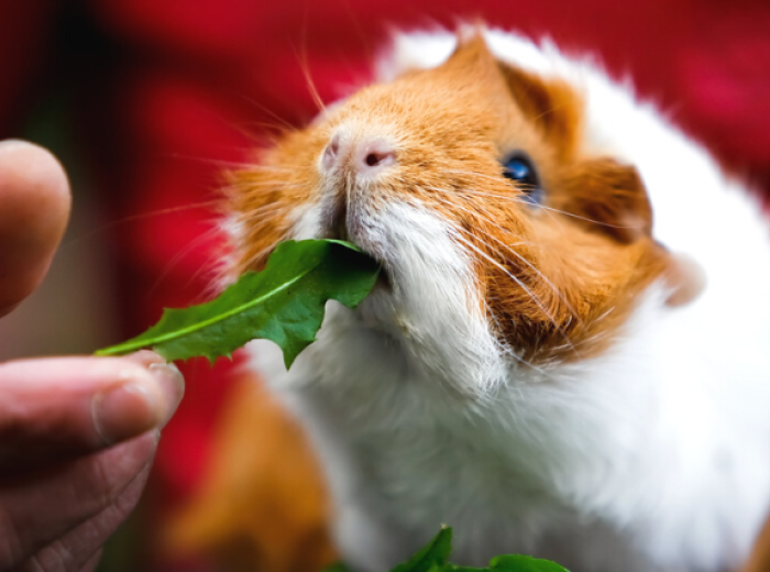 Why Guinea Pigs Make Great Pets