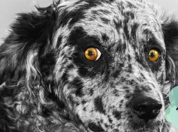 10 Wonky Doggo Behaviors & The Reasons Behind Them