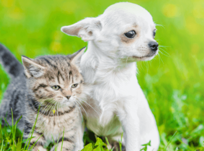 World Rabies Day: Facts, Prevention, and Actions To Take if Your Pet is Bitten