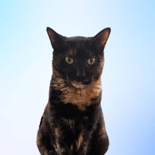 Olivia house cat