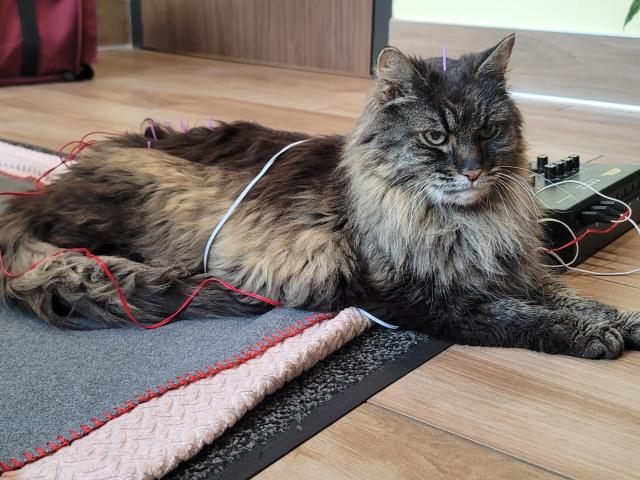 Acupuncture